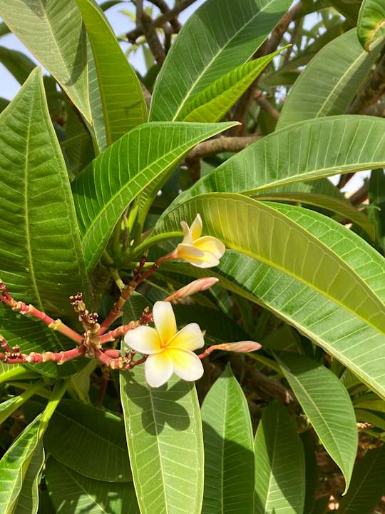 Außenansicht Steigenberger Coraya Beach - Adults only