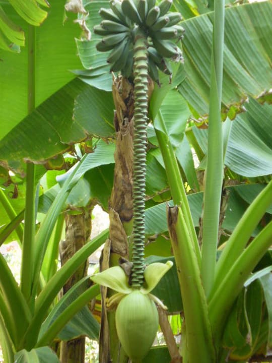 Piękne bananowce Lindos Imperial Resort & Spa