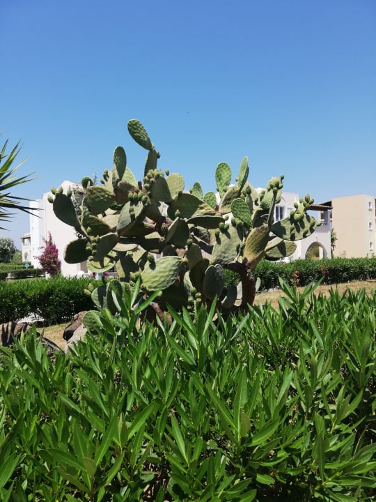 Gartenanlage Sandy Beach Resort