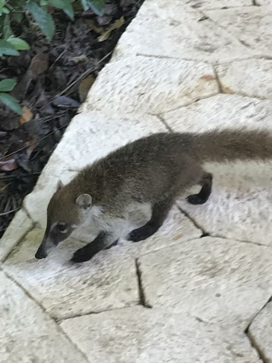 Sonstiges Catalonia Playa Maroma