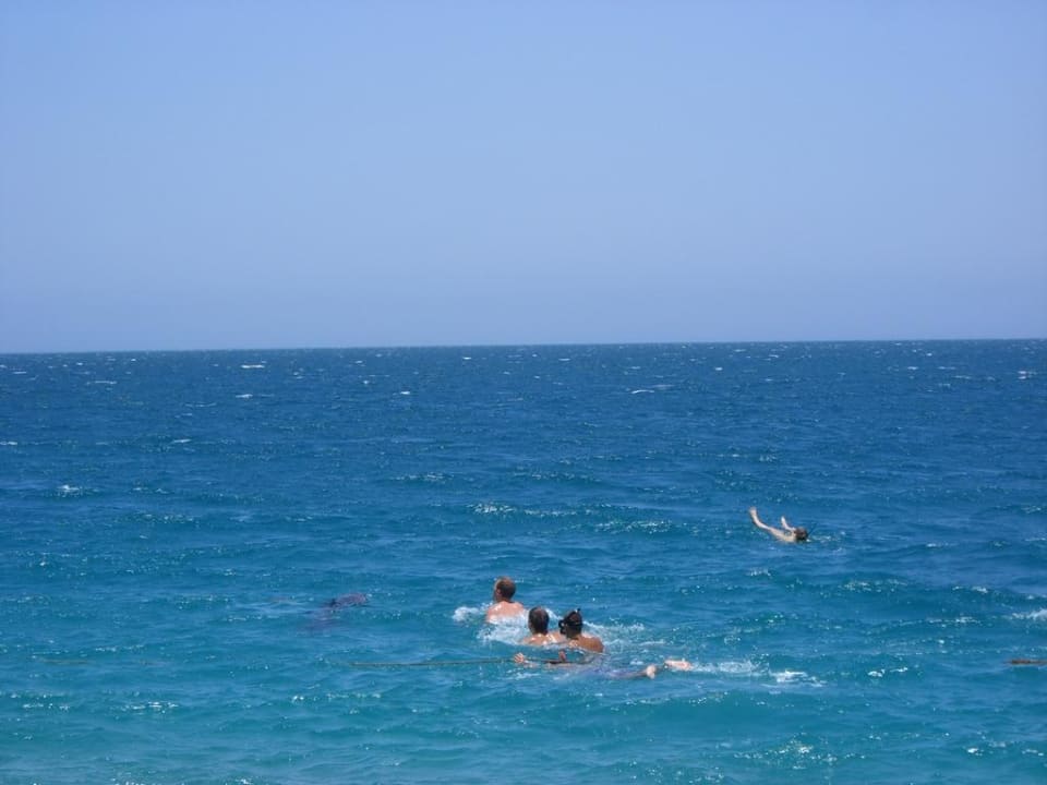 Delfine vor dem Hotel-Strand Palm Beach Resort