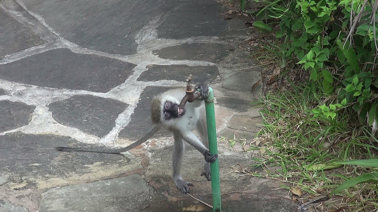 Durstiger Affe Bahari Beach Hotel