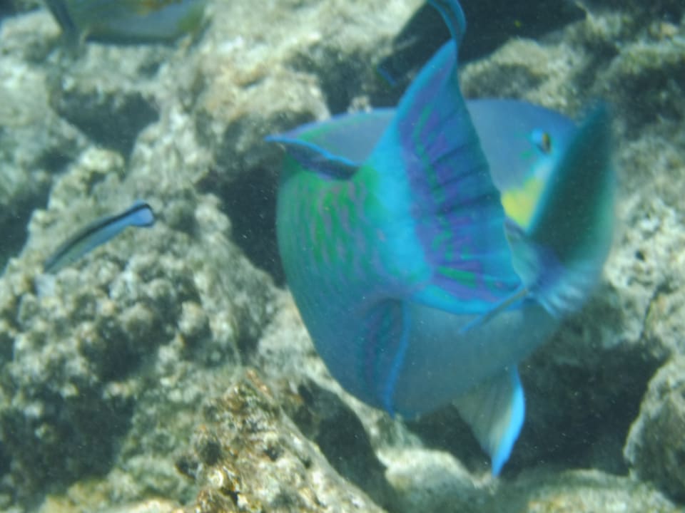Fische Summer Island Maldives