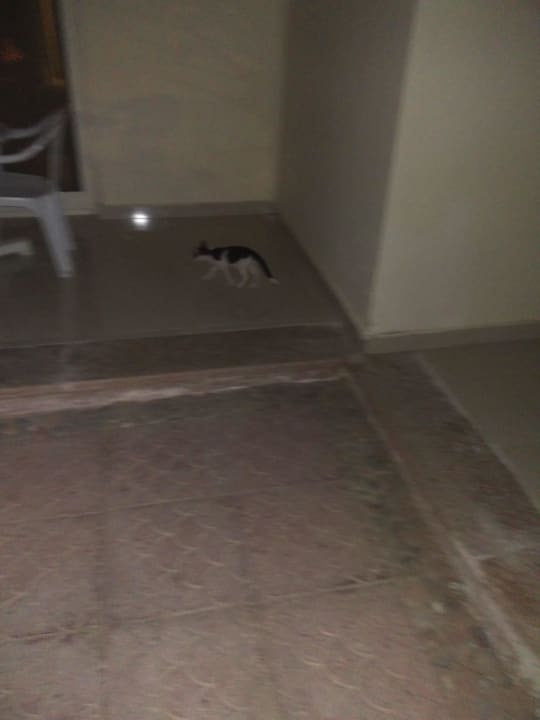 Babykatze Bella Vista Resort Hurghada