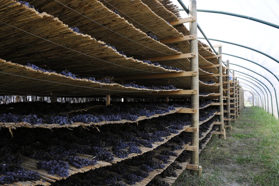 Schilfwein Weingut & Landhaus Willi Opitz