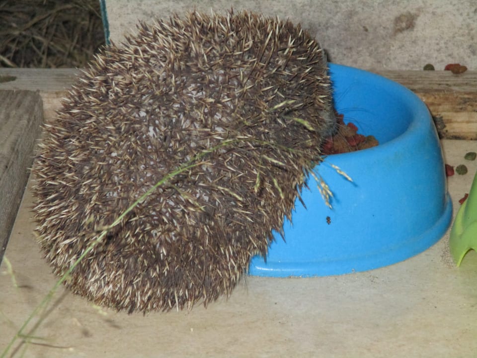 Sonstiges SBH Hotel Taro Beach