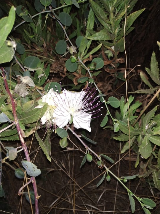 Gartenanlage Club Sidelya Hotel