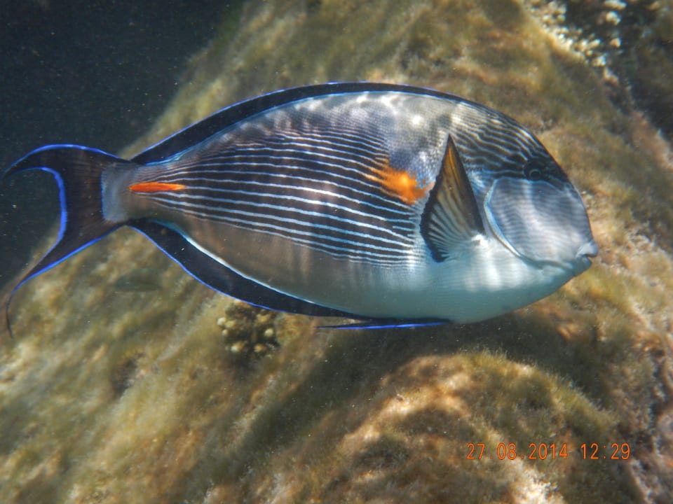 Doktorfisch/Hausriff Arabia Azur Resort