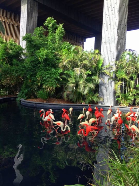 Klasse Lopesan Baobab Resort