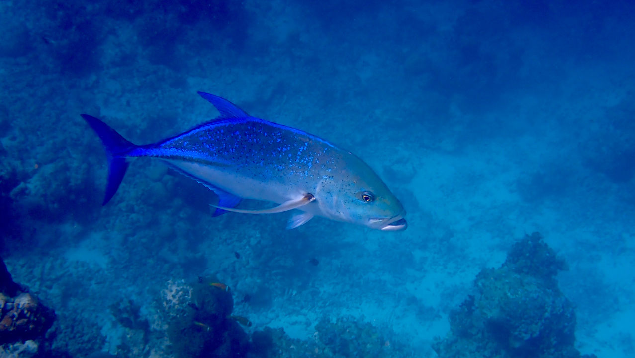 Sonstiges Vilamendhoo Island Resort & Spa