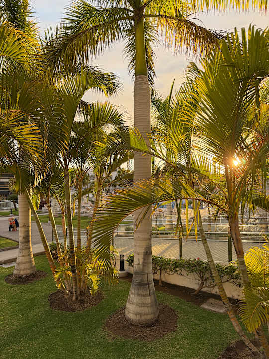 Gartenanlage Hotel Riu Arecas - Adults only