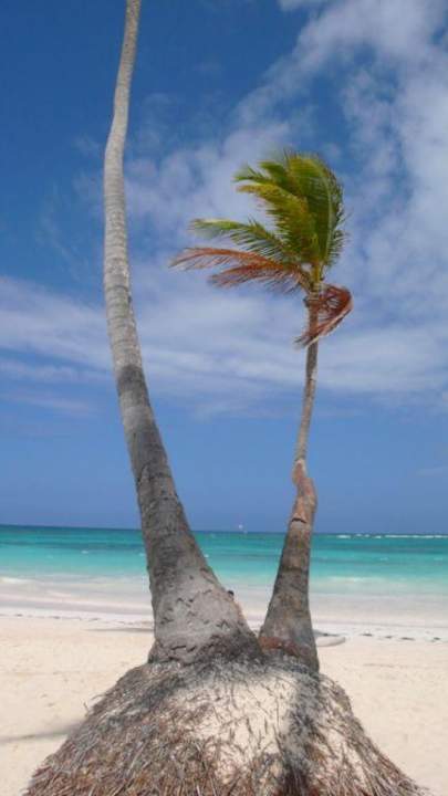 Palme am Strand VIK Hotel Arena Blanca
