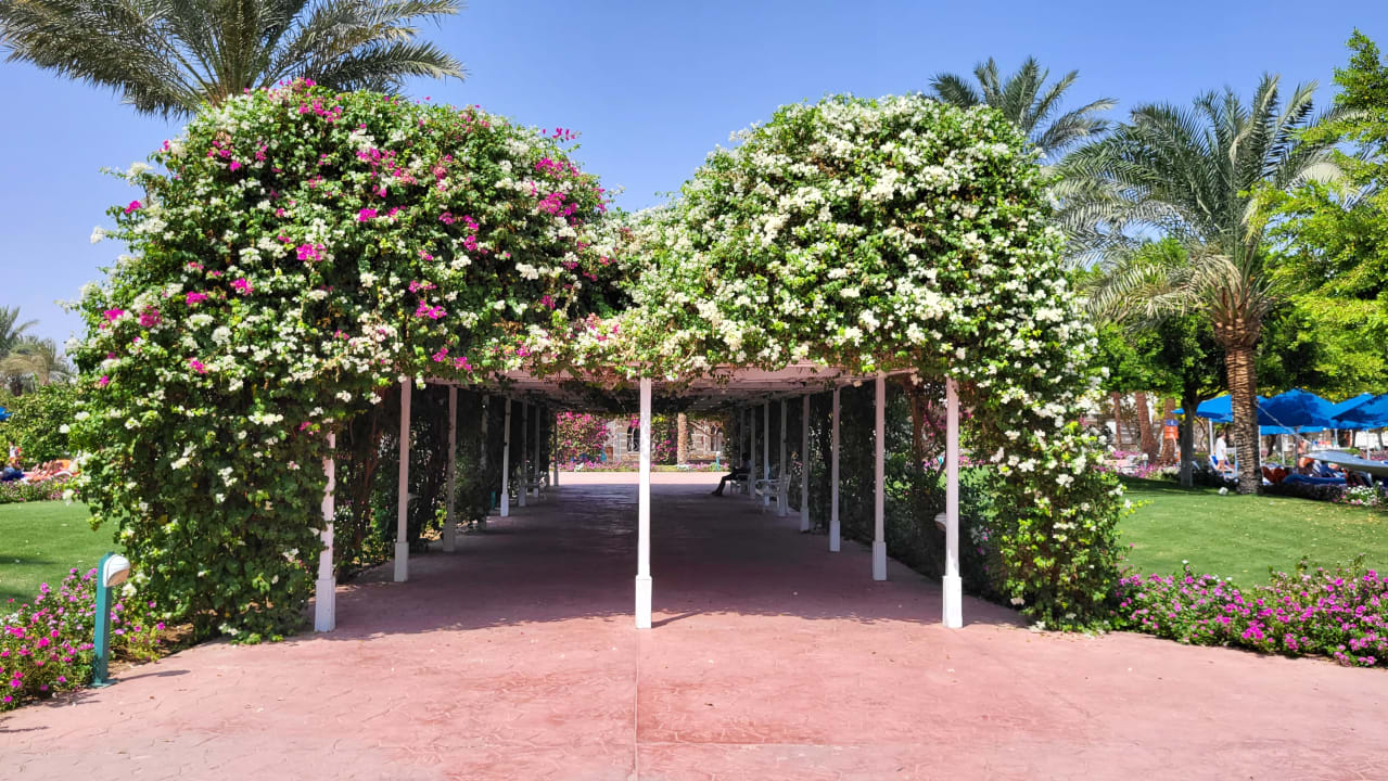 Gartenanlage Desert Rose