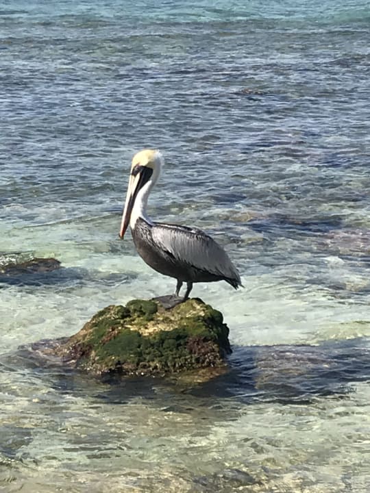 Strand Akumal Bay Beach & Wellness Resort