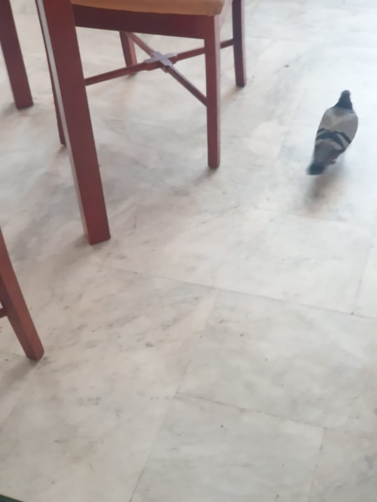 Gastro Bahia Principe Sunlight Costa Adeje