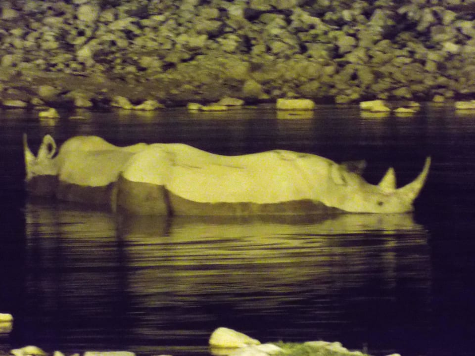 Spitzmaulnashörner am abendlichen Camp-Wasserloch Okaukuejo Camp