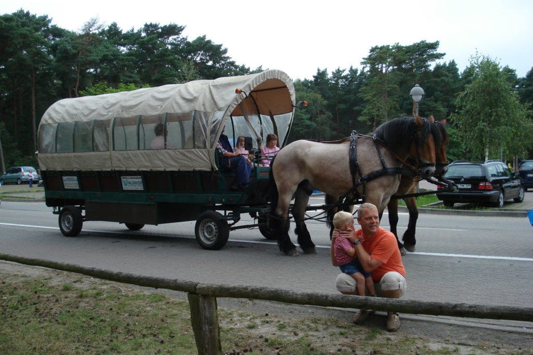 Kutsche zum Strand TUI SUNEO Kinderresort Usedom