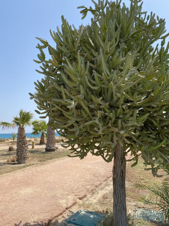 Gartenanlage Lahami Bay Beach Resort