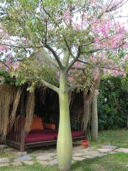 Rückzugsmöglichkeiten am Pool Saturn Palace Resort Hotel