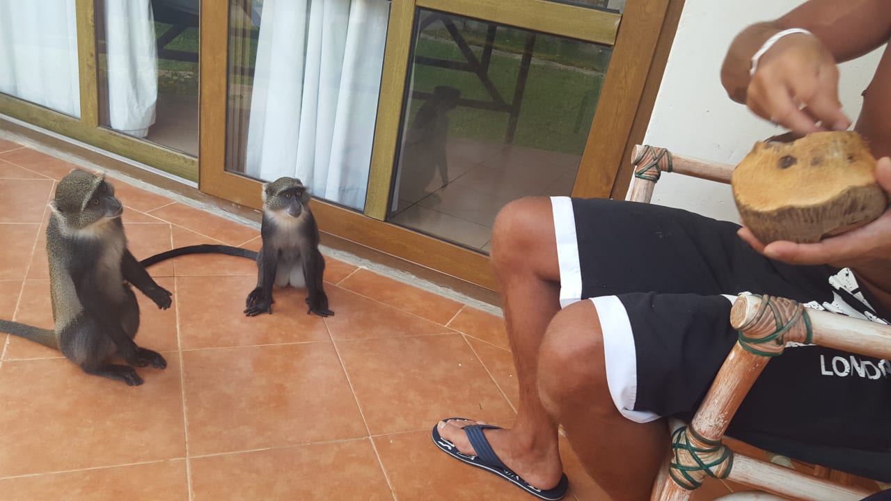 Fütterung... Neptune Village Beach Resort & Spa