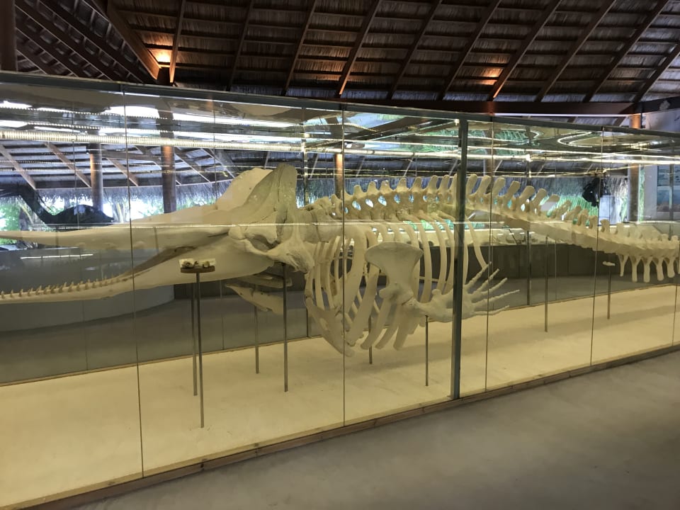 Sonstiges Kuramathi Maldives