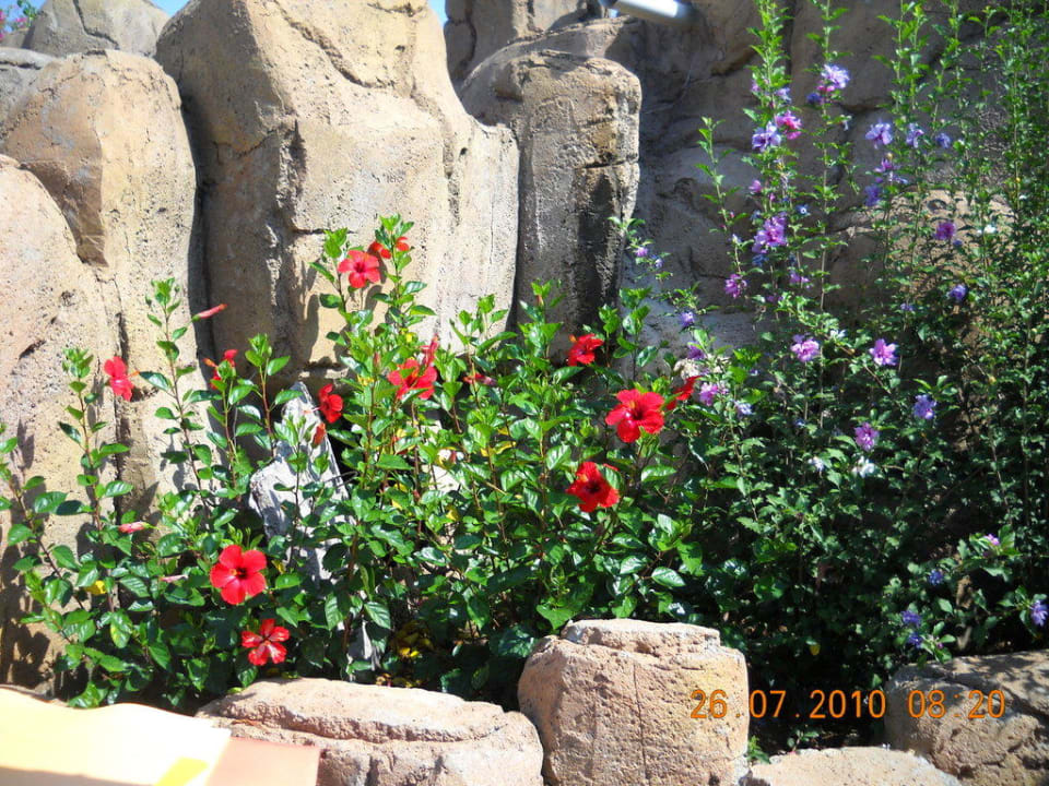 Schöne Blumen überall VONRESORT Golden Beach