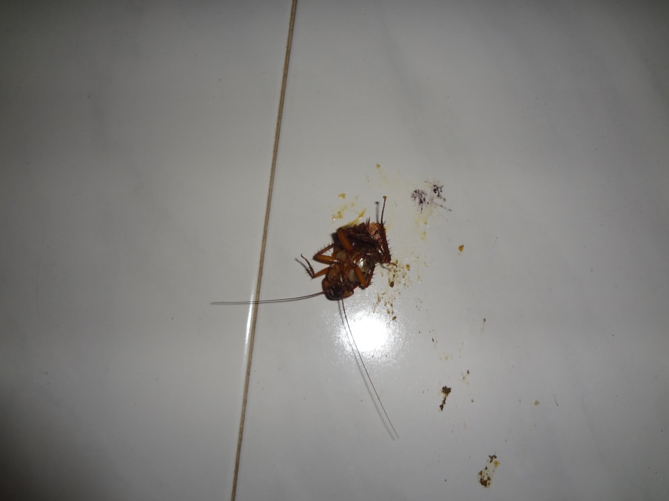 Zimmer SBH Hotel Taro Beach