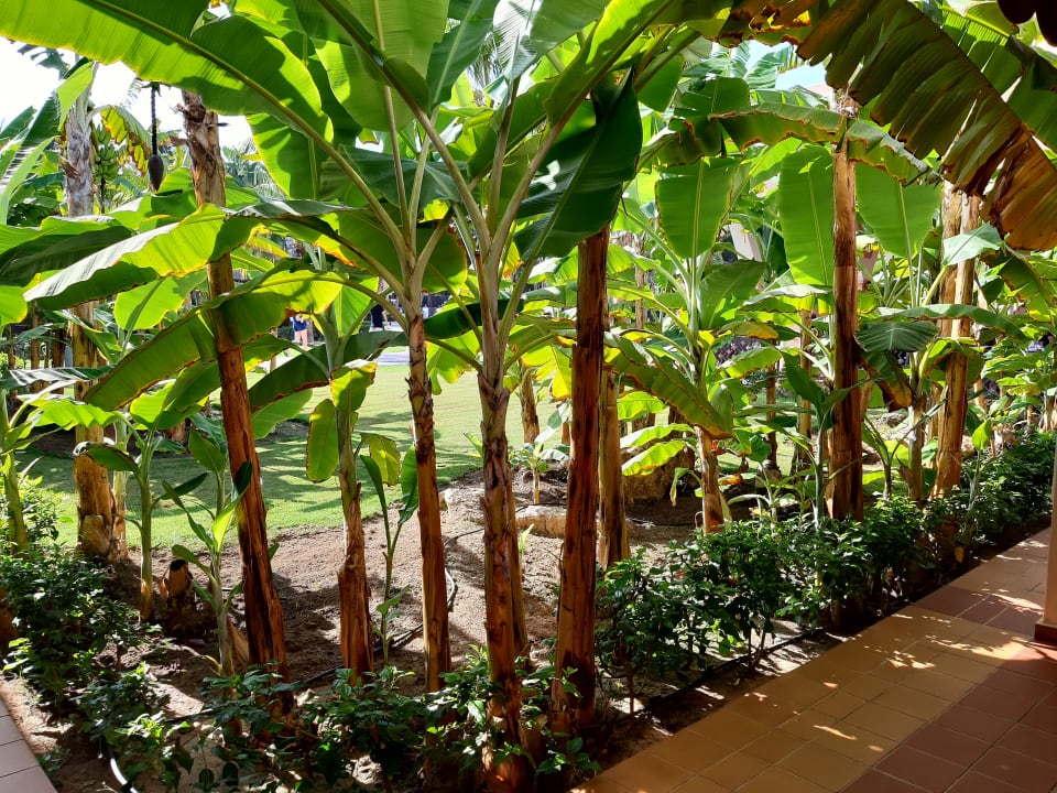 Gartenanlage Hotel Riu Funana