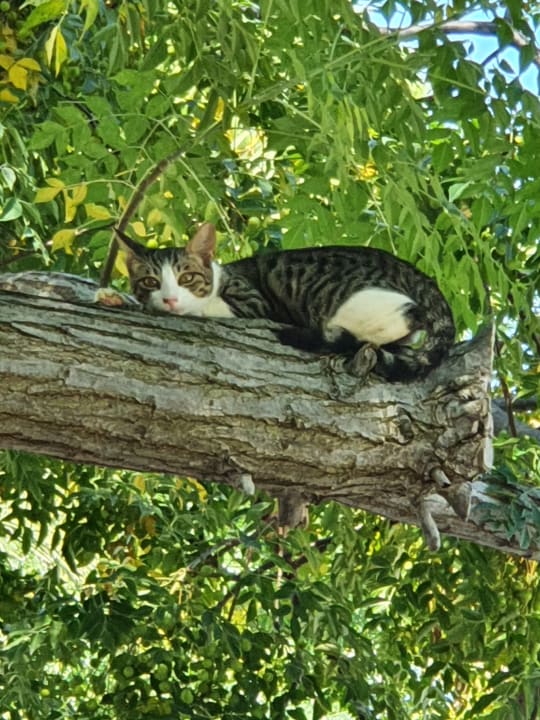 Gartenanlage Sunis Elita Beach Resort & Spa