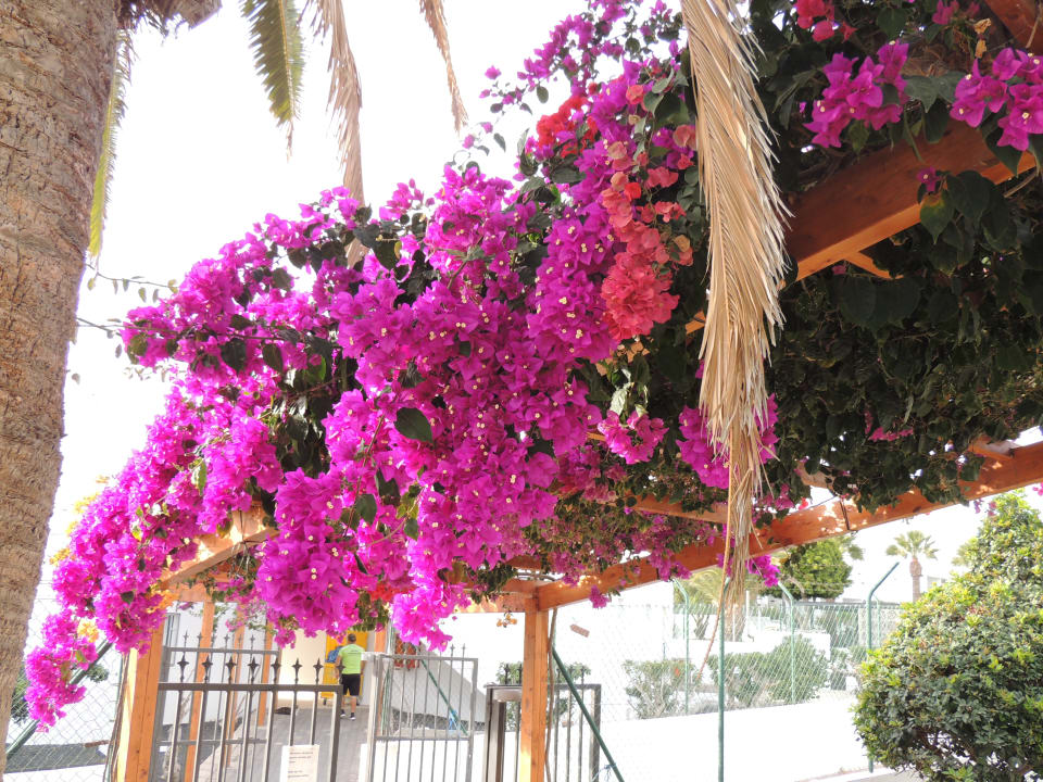 Ausblick Hotel Floresta