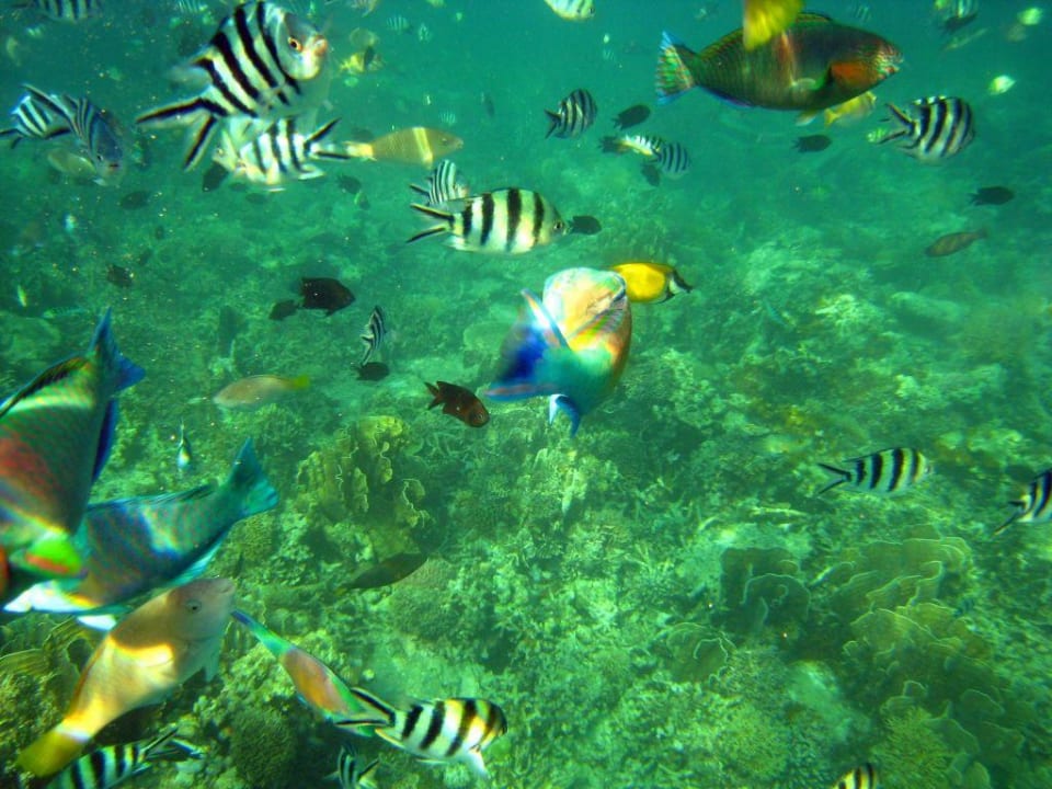 Unterwasserwelt (eigene Aufnahme) Hotel Amanpulo Resort