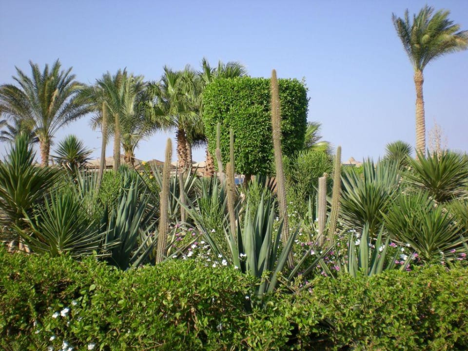Weg zum Strand Jaz Makadi Oasis Resort