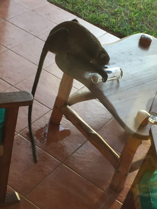 Sonstiges Hotel Pinewood Beach Resort & Spa