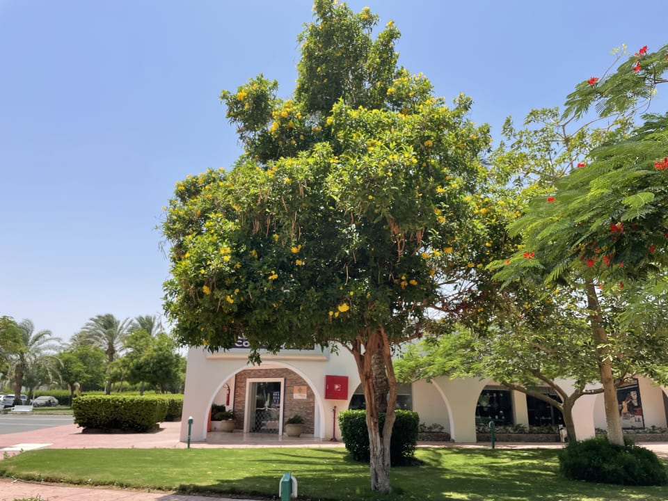 Gartenanlage Desert Rose
