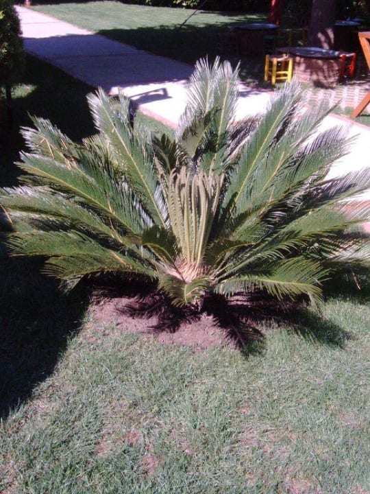 Natur pur Side Star Elegance