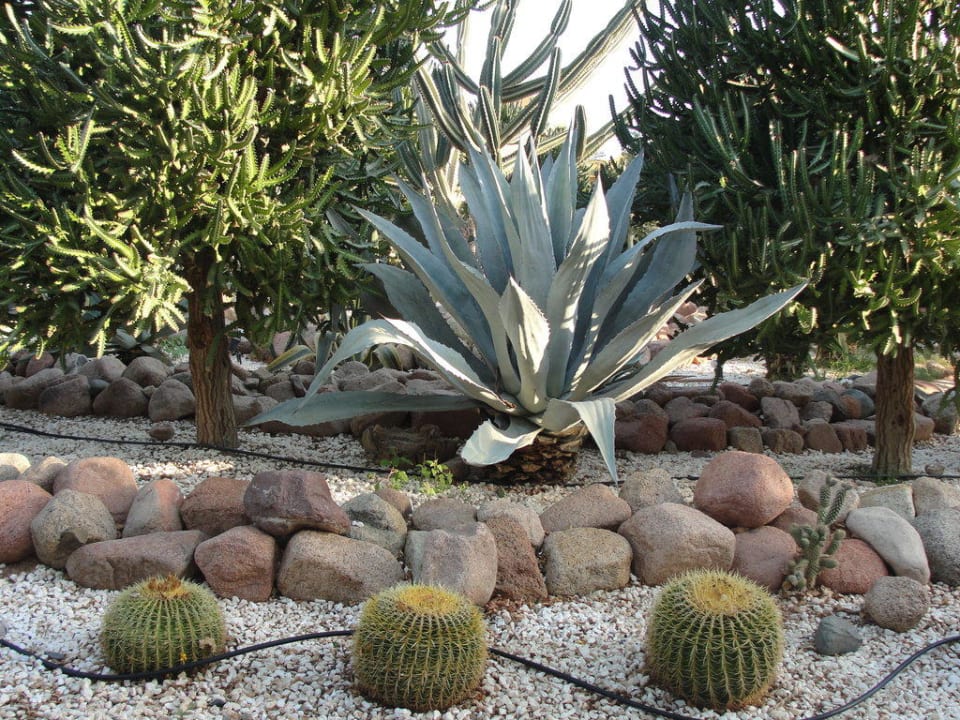 Ogród Hotel Nubian Village