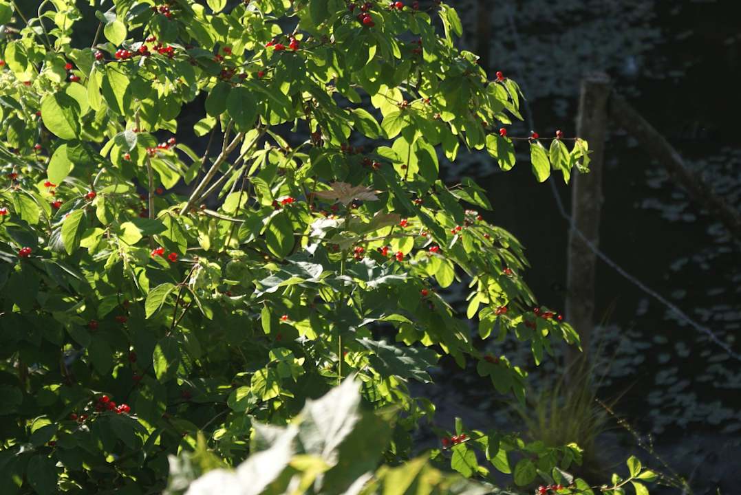 Dworek Klewiny Bauernhof Dwór Klewiny