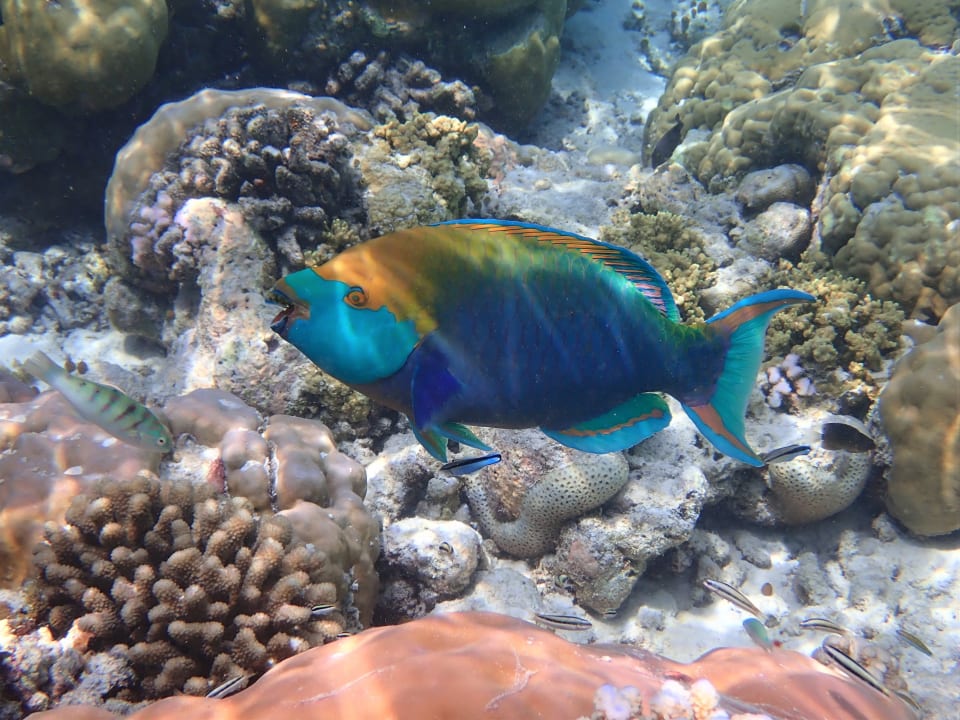 Sport & Freizeit Filitheyo Island Resort