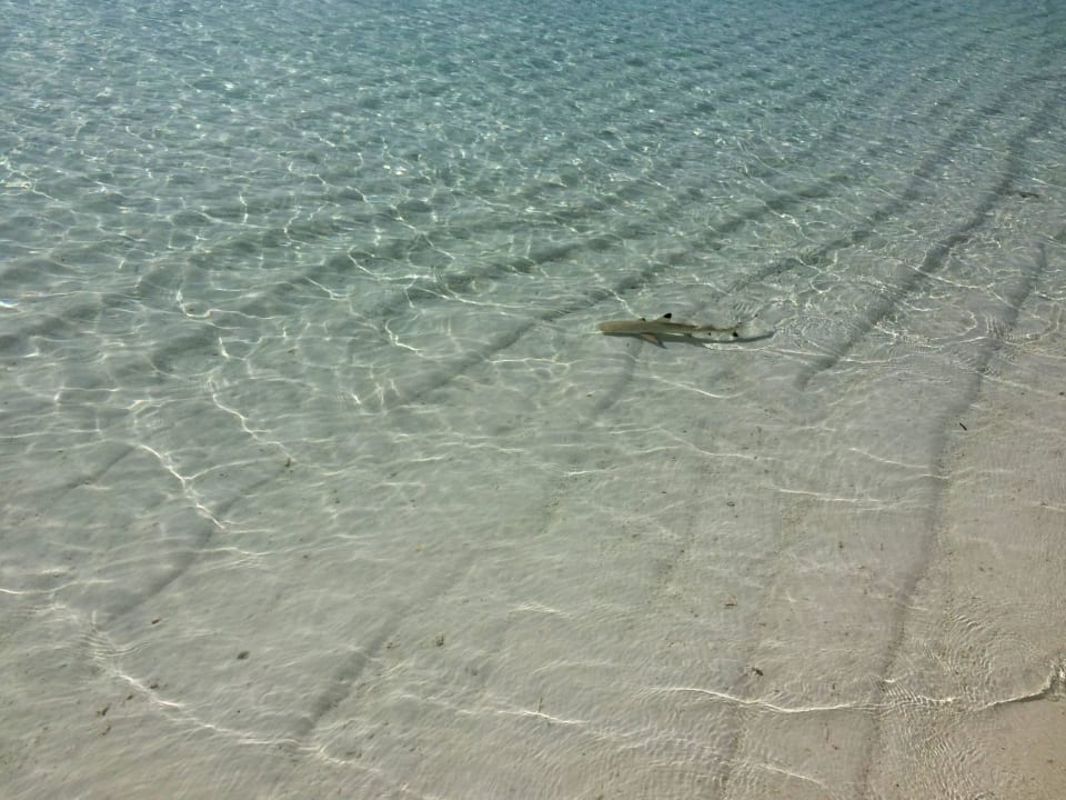 Babyhai Meeru Maldives Resort Island