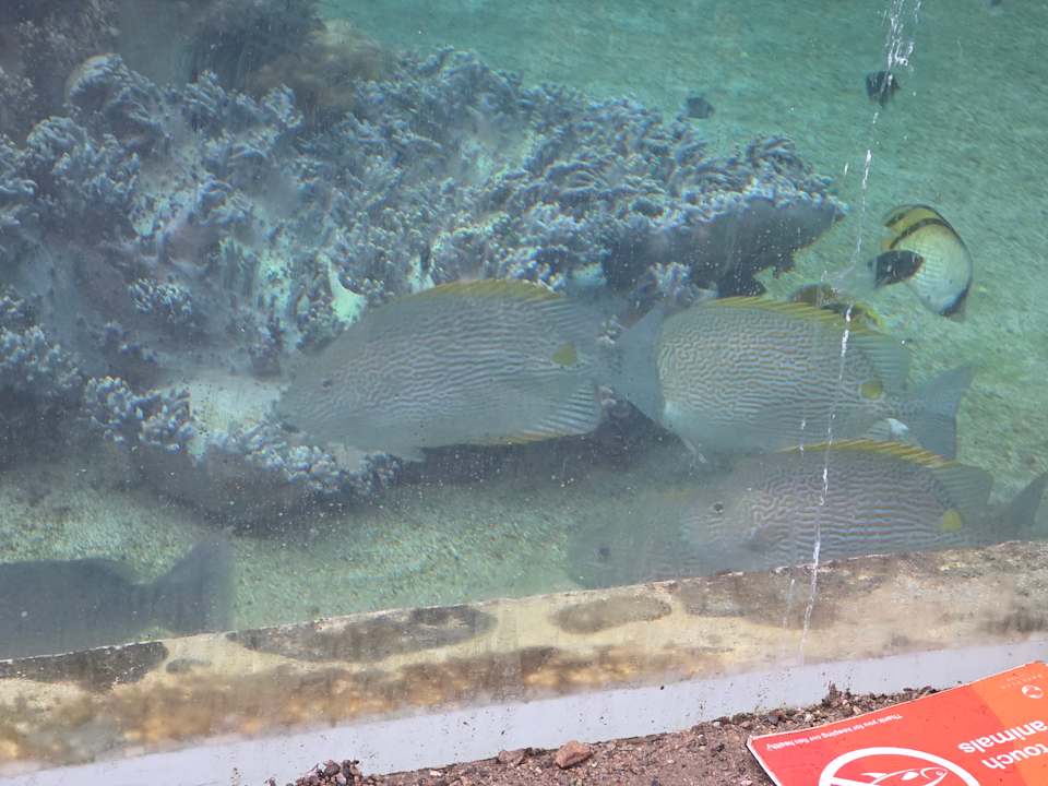 Gartenanlage Daydream Island Resort and Spa