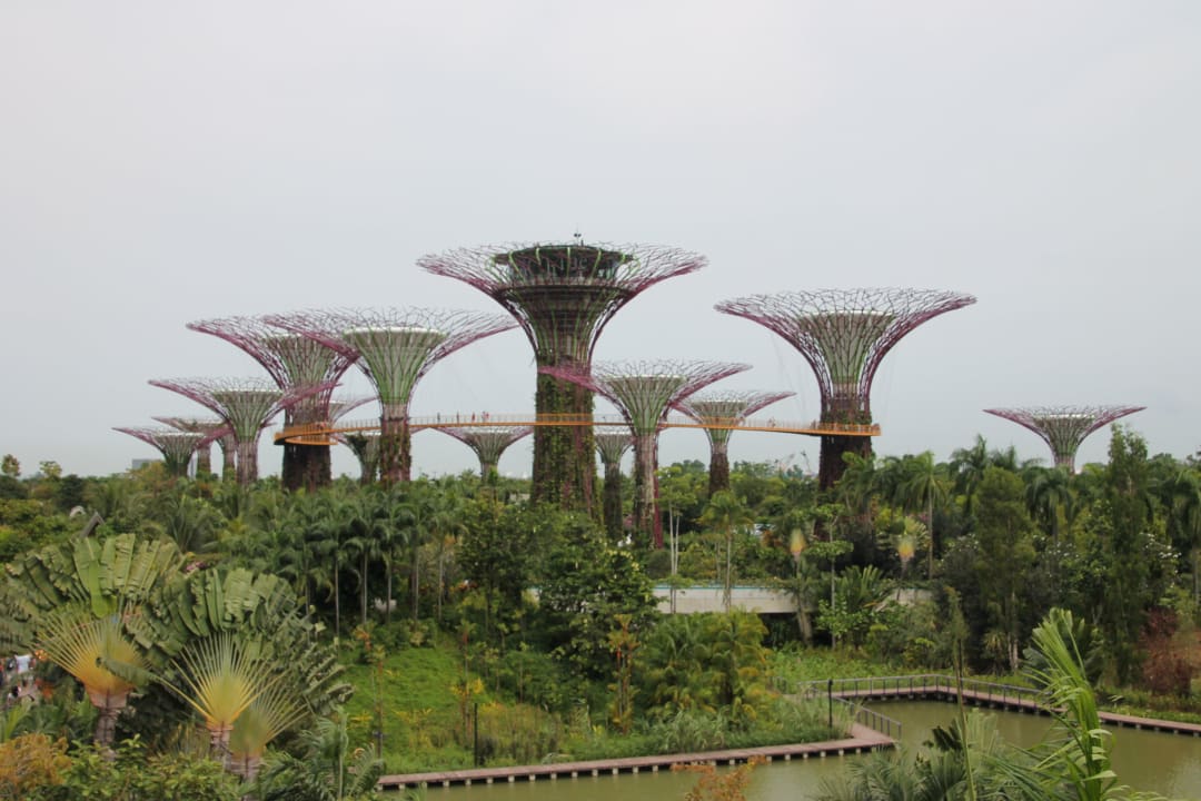 Supertrees Marina Bay Sands