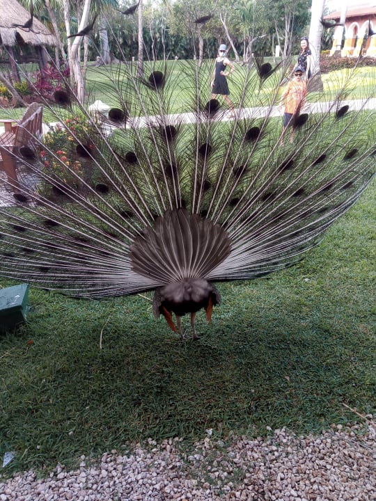 Gartenanlage Iberostar Selection Paraiso Maya Suites