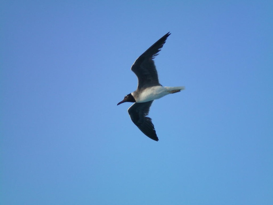 Möwe Arabella Azur Resort