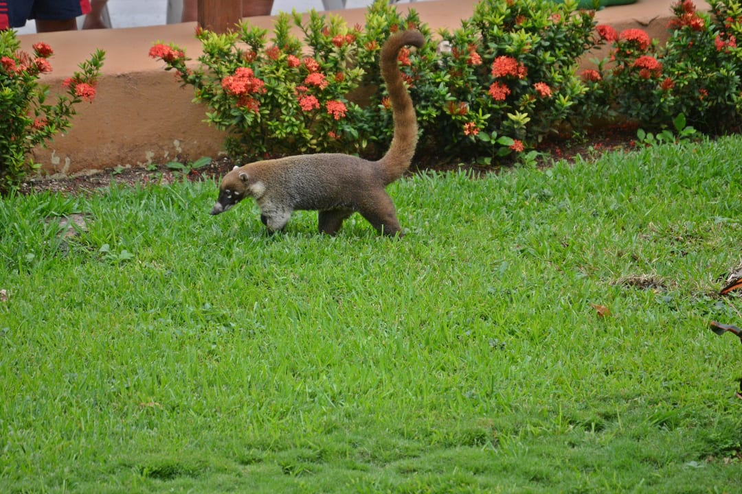 Nasenbär auf Erkundung! Viva Azteca by Wyndham - All Inclusive Resort