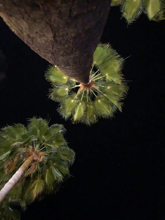 Gartenanlage Nerton Hotel - Erwachsenenhotel ab 16 Jahren