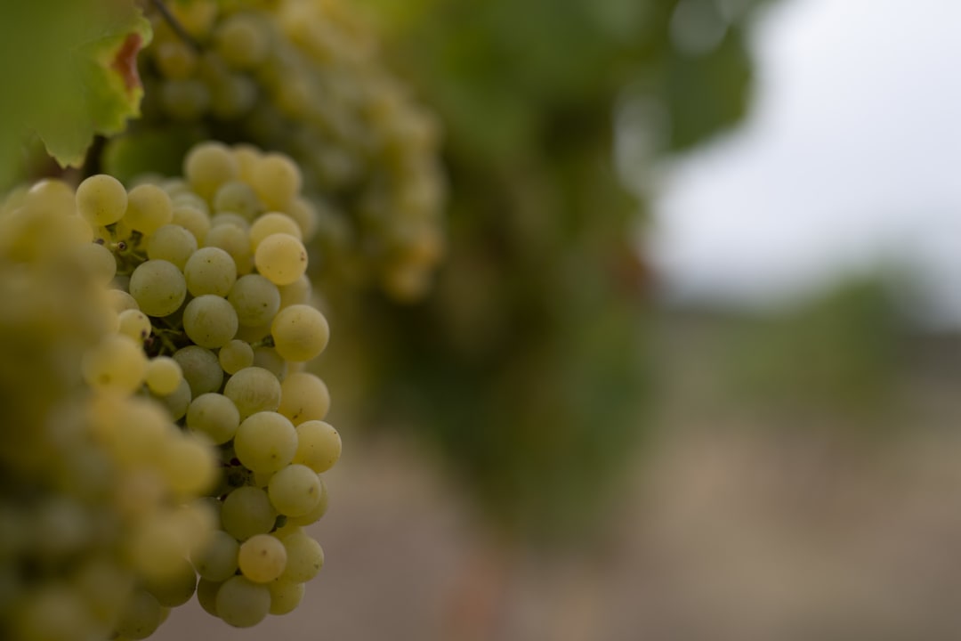 Sonstiges Kauzenburg