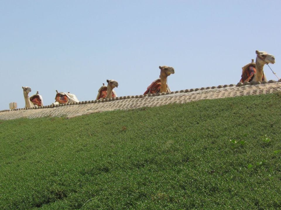 Kamele Sentido Akassia Beach