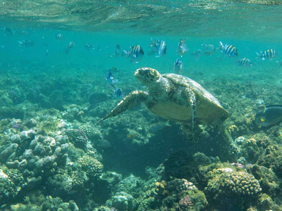 Sport & Freizeit Three Corners Equinox Beach Resort