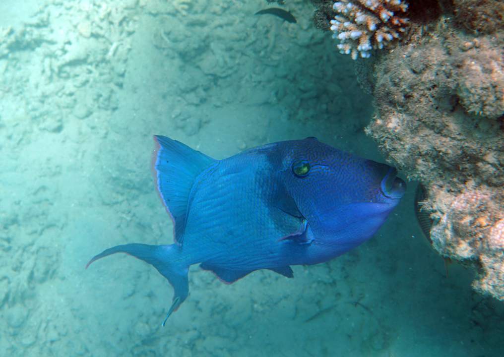 Strand Lahami Bay Beach Resort