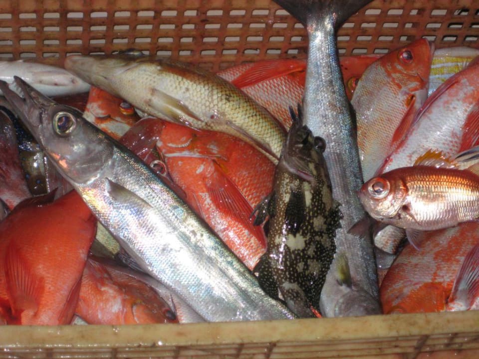 Teamergebnis beim Nachtfischen Embudu Village